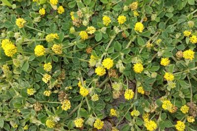 Medicago lupulina