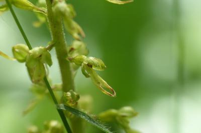 Neottia ovata