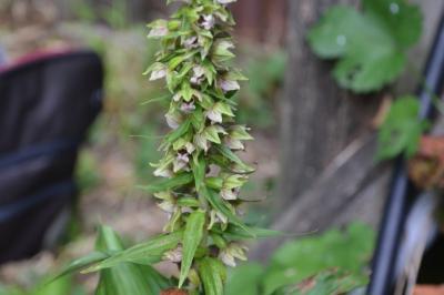 Epipactis helleborine