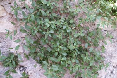Parietaria judaica