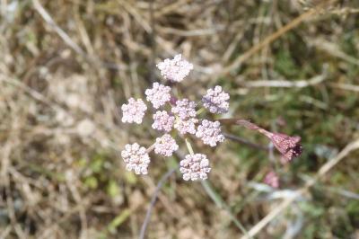 Seseli montanum