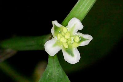 Polygonum aviculare