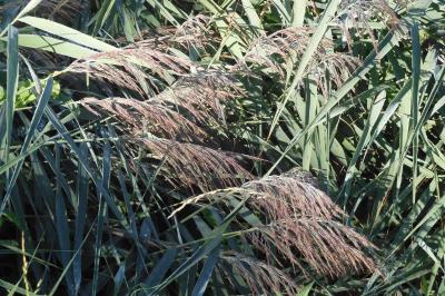 Phragmites australis