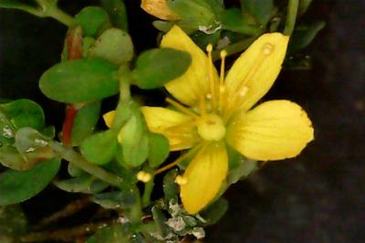 Hypericum humifusum