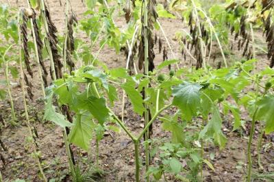 Datura stramonium