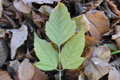 Acer negundo