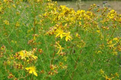 Hypericum perforatum