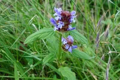 Prunella vulgaris