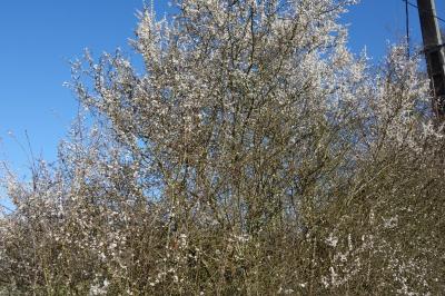 Prunus spinosa