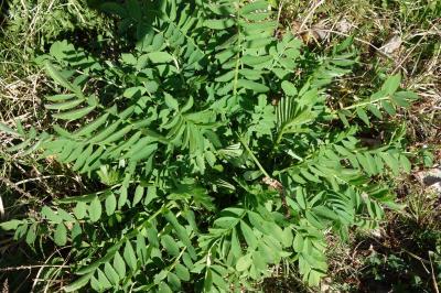 Galega officinalis