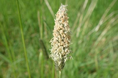 Alopecurus pratensis