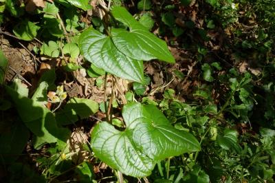 Dioscorea communis
