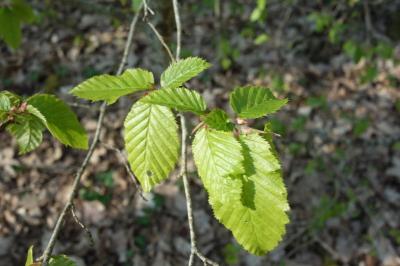 Carpinus betulus