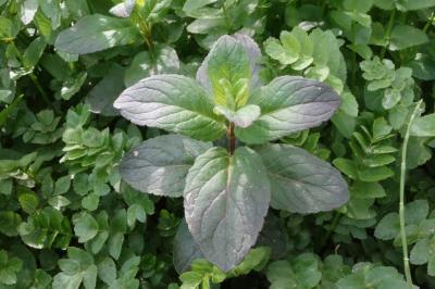Mentha aquatica