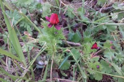 Adonis annua