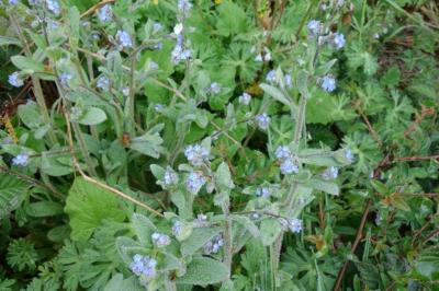 Myosotis arvensis
