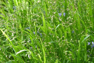 Melica uniflora