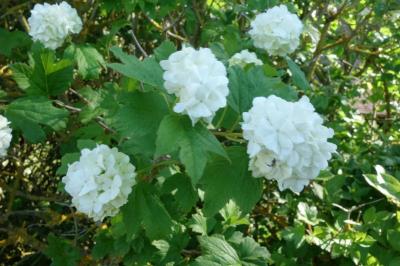 Viburnum opulus