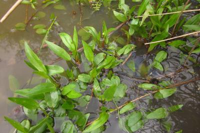 Ranunculus flammula