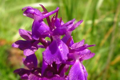Anacamptis x alata
