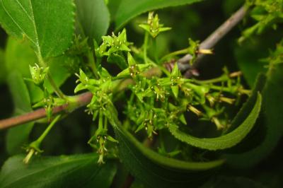 Rhamnus cathartica