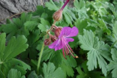 Geranium macrorrhizum
