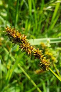 Carex otrubae