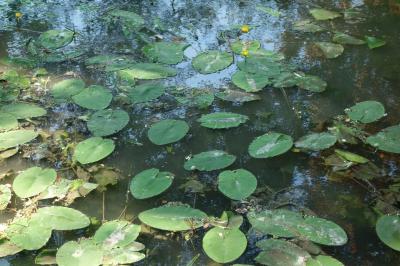 Nuphar lutea