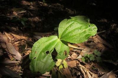 Neottia ovata