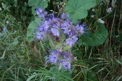 Phacelia tanacetifolia