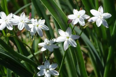 Simethis mattiazzii