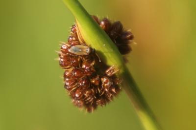 Juncus conglomeratus