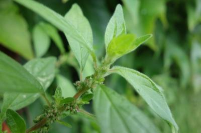 Parietaria judaica