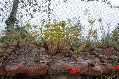 Petrosedum rupestre