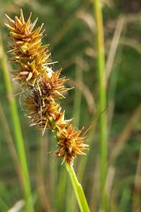 Carex otrubae