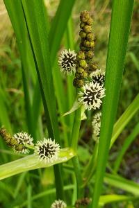 Sparganium erectum
