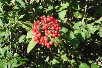 Viburnum lantana