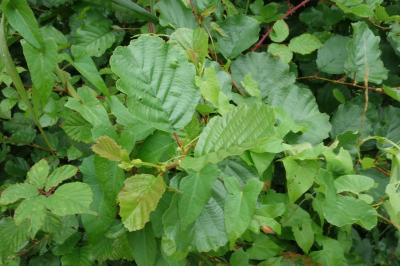 Alnus glutinosa