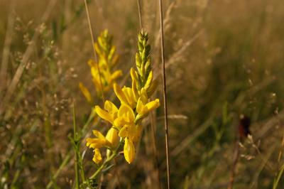 Genista tinctoria