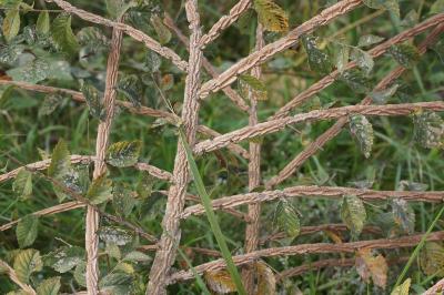 Ulmus minor