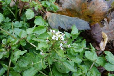 Nasturtium officinale