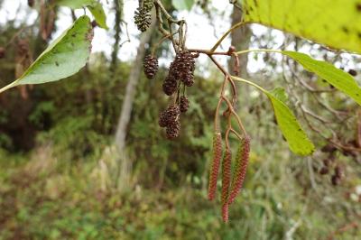 Alnus glutinosa