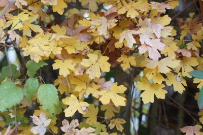 Acer campestre