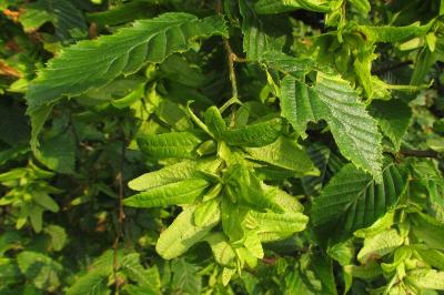 Carpinus betulus