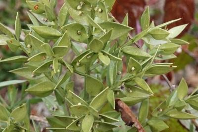 Ruscus aculeatus