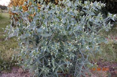 Euphorbia lathyris