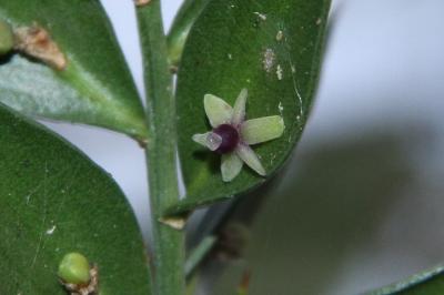 Ruscus aculeatus
