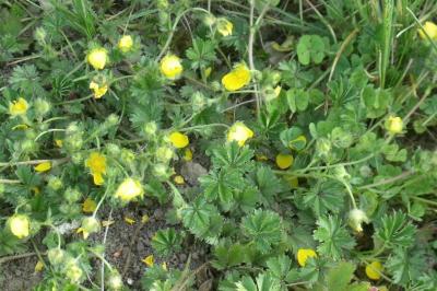 Potentilla verna