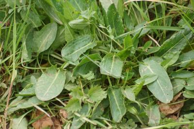 Rumex acetosa