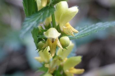 Lamium galeobdolon